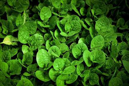 绿叶摘要植物形态图案背景花园农业种植中小型蔬菜的叶子图片