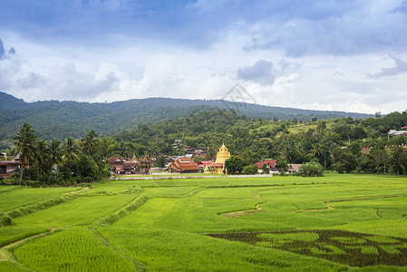 对绿稻田的景观与泰国古寺金塔和山地背景图片