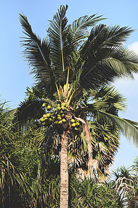 蓝天热带花园的椰子棕榈树和果图片