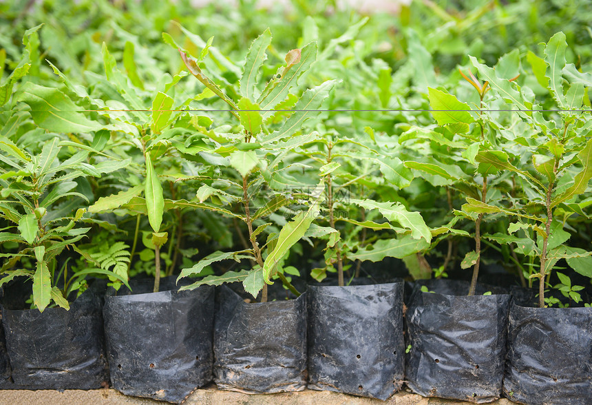 Macadamia坚果农场业植物苗圃黑塑料袋中的麦卡达米亚树图片