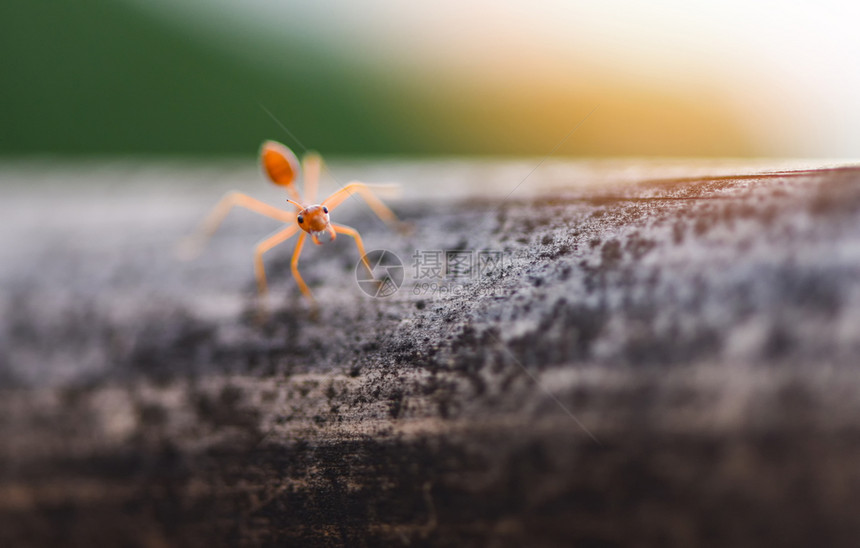 在树枝上站立的蚂蚁动作和晨光在自然红蚂蚁中关闭火行走的大型射杀昆虫图片