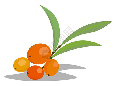 沙棘浆果一连串橙色海莓配有绿叶矢量彩色图画或插插画