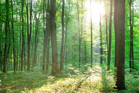 林树天然的绿木阳光背景背景图片
