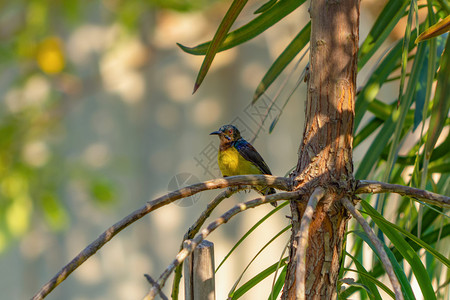 新加坡天然树背景枝上隔离的近距的野黄金丝雀过渡鸟图片