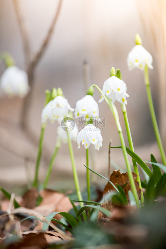 白雪花在地上春天时间文字空图片