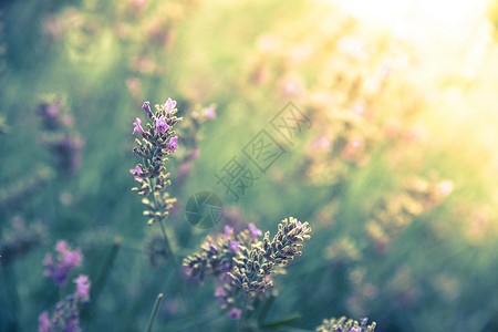 在紫衣草地上紧贴着熏衣草花的朵明信片图片
