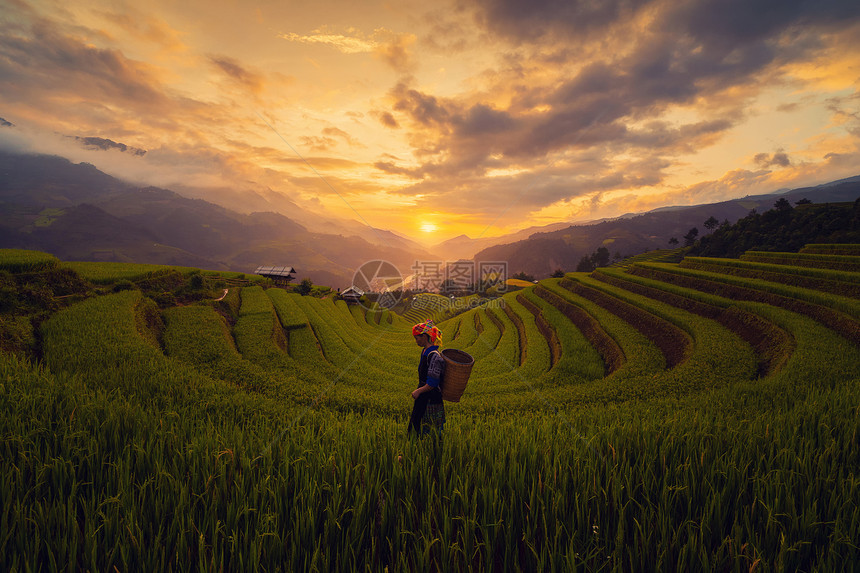 部落妇女农民有稻田梯在MuCangChaiYenBai越南东亚山丘谷的MuBai农村的田越南图片