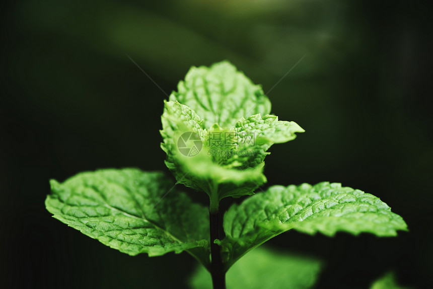 花园中的薄荷叶深底新鲜薄荷叶天然绿色草药或蔬菜图片