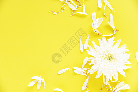 黄色背景的白菊花图片