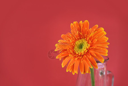 红底玻璃罐中美丽的春花背景图片