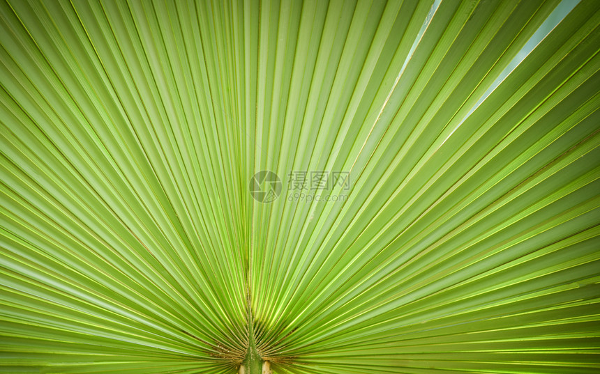 自然绿色形态大棕榈树叶天然和阳光背景图案图片