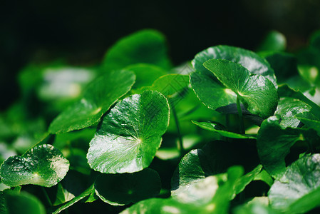 彭尼沃特抗菌剂蔬菜高清图片