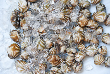 海鲜贝类血海冰背景餐厅的海洋美食图片