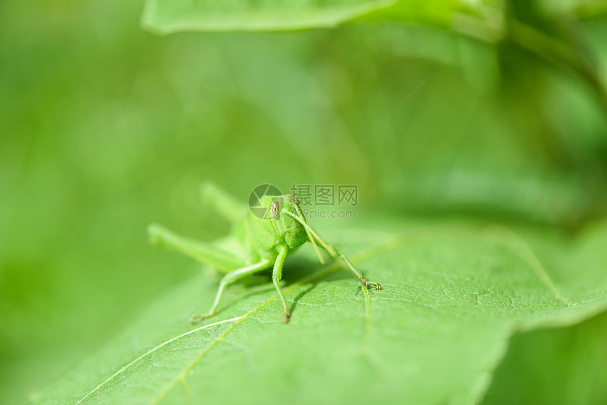 绿色草原叶子上的蝗虫特写图片