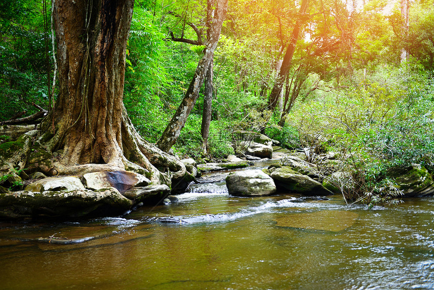 森林中的泰兰河流图片