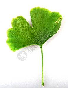 GinkgoBilobaLeaf对抗白色背景的Ginkgo图片