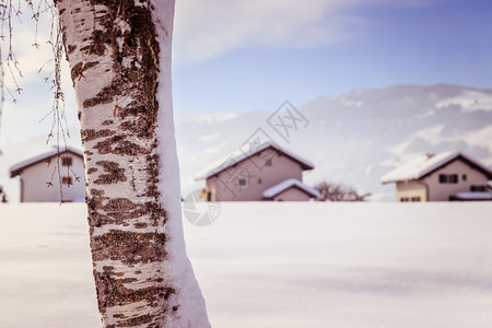 冬季风景一个田野上的白板雪树干冬季背景中模糊的房屋图片