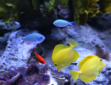 斑马浮礁水族馆珊瑚礁鱼类中的黄唐高清图片