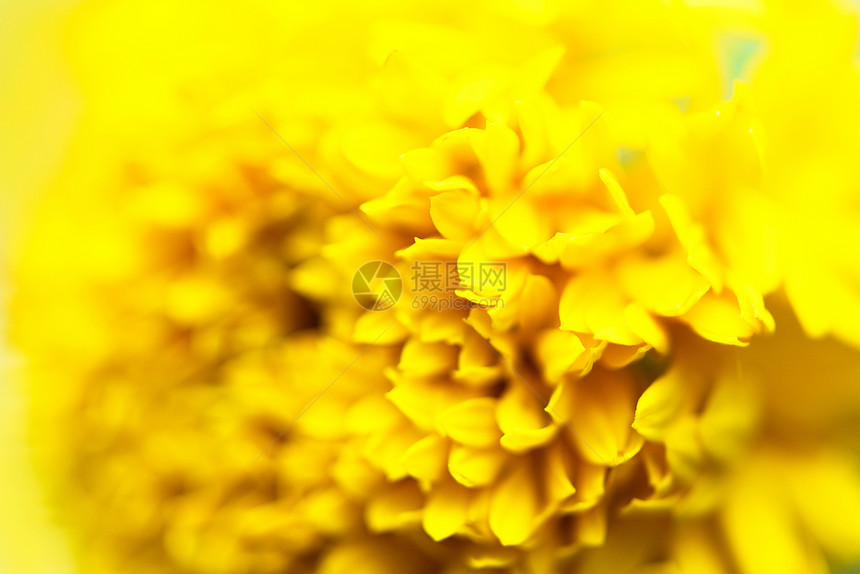 在自然花瓣质的朵中将紧的黄色自然花瓣大型朵图片