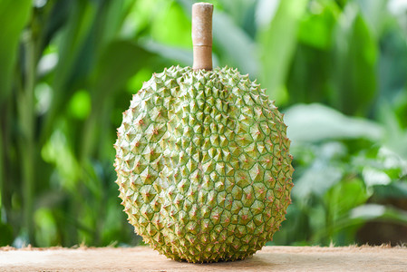 在花园的木制桌上Durian热带水果以自然绿本关闭皮背景图片