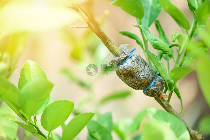 在有机农业场柠檬树枝上植图片