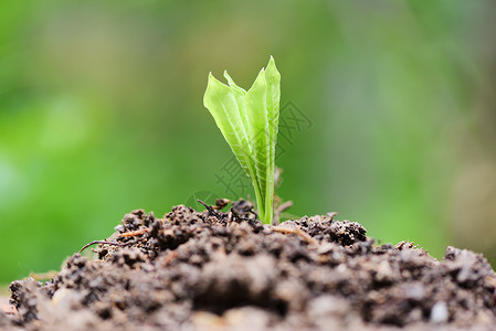 中绿色背景农业新植物播种在花园土壤上高清图片