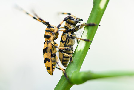 树枝上的长角甲虫关闭黄甲虫和黑有选择的焦点图片