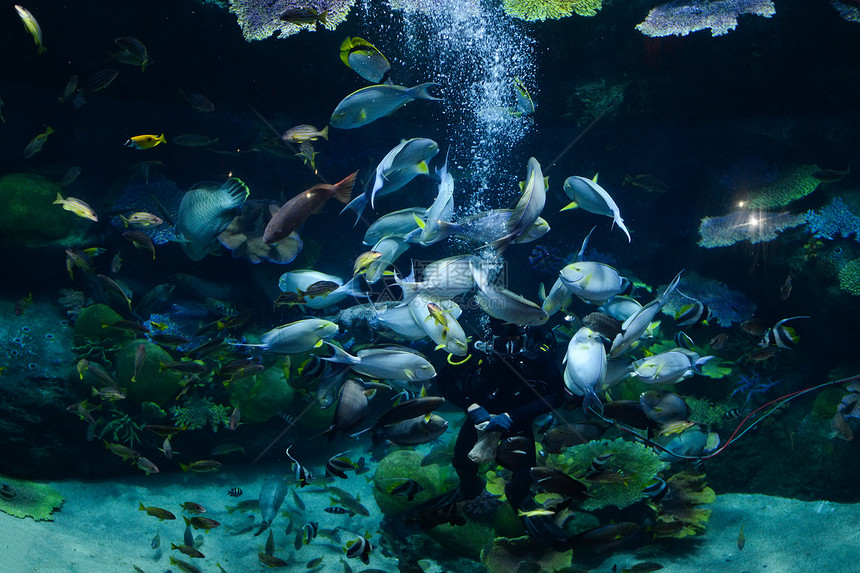 鱼喂养人类潜水学校鱼类食用深海水下物活生的图片