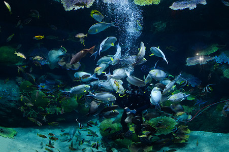 人类水族馆鱼喂养人类潜水学校鱼类食用深海水下物活生的背景