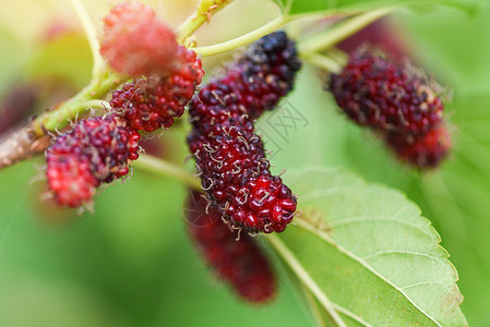 树上新鲜的木莓树枝上红的木莓果和花园背景上的绿叶背景图片