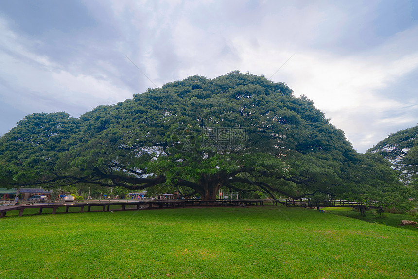泰国Kanchanaburi区公园林中树枝的巨型绿色Samaneasaman树自然景观背图片