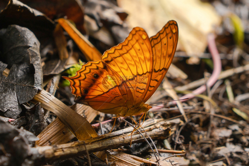 在夏季热带森林中自然露天的热带森林中泰国Kanchanaburi区一种多彩的昆虫图片