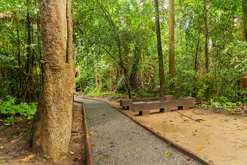 绿树隧道走廊通泰国坎沙纳布里夏季穿过公园花自然景观背图片