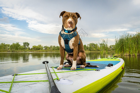 一只可充气的公牛大便狗站在桨板上夏日风景配有绿旅行和假期配有你的宠物概念背景图片