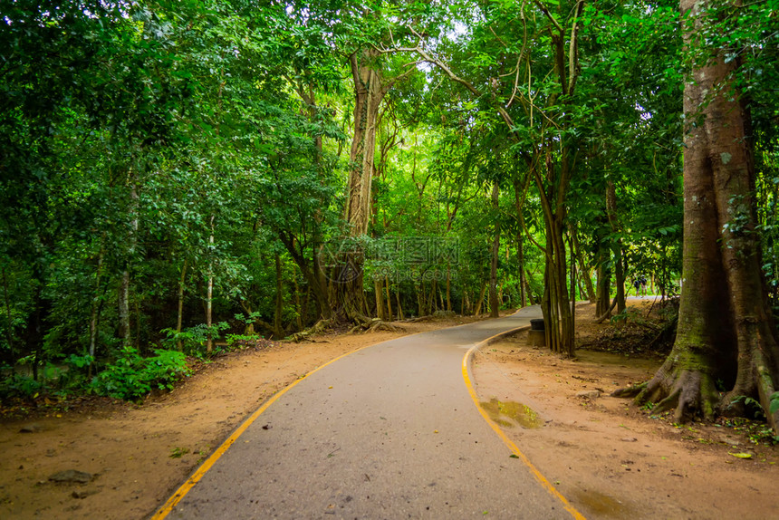 绿树隧道走廊通泰国坎沙纳布里夏季穿过公园花自然景观背图片