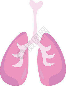 构成呼吸系统主要部分的内器官称为肺矢量彩色图画或插图片