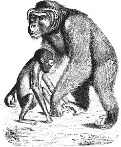 现存的Orangutan古代刻画插图来自PaulGervais的动物元素插画