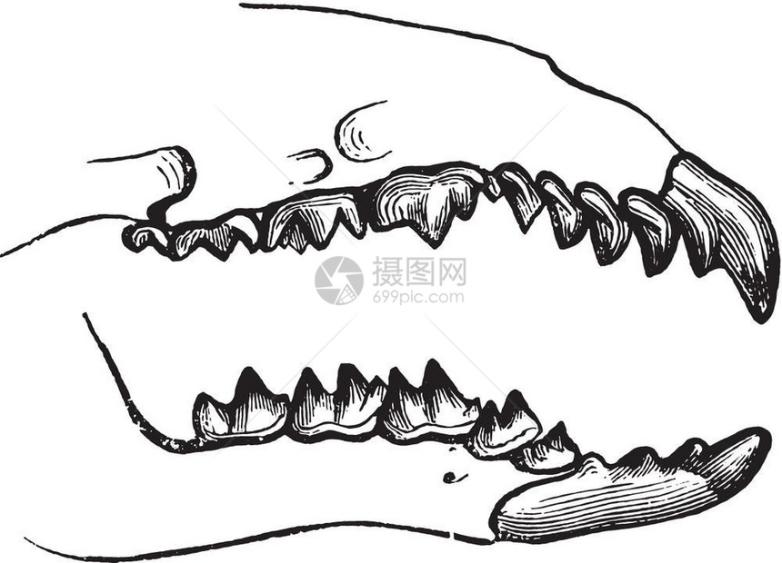 古老的雕刻插图牙齿来自保罗格尔瓦斯的动物学元素图片