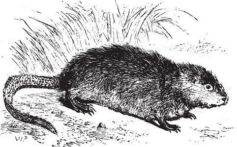 Muskrat古代刻画插图来自PaulGervais的动物元素图片