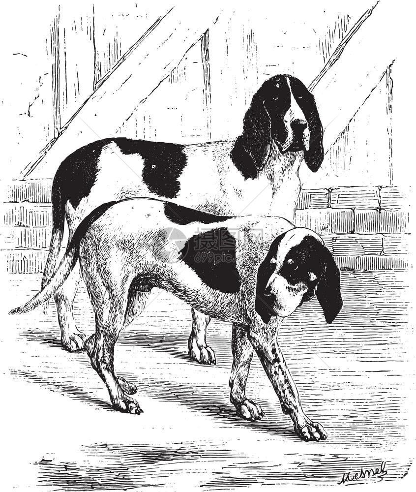 常见狗古代刻字插图来自PaulGervais的动物学元素图片