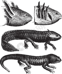Axolotl的变形古代刻画图来自PaulGervais的动物元素图片