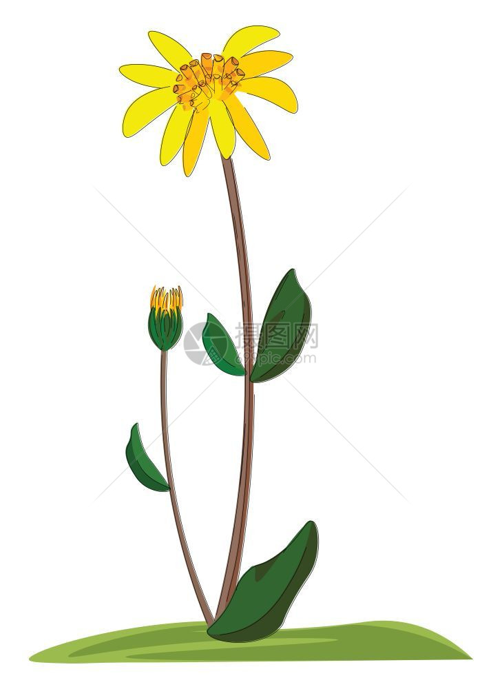 一种可爱的小植物有芳香花和蕾矢量彩色绘画或插图图片