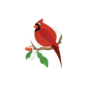 一只可爱的胖红衣鸟长尾巴坐在樱桃矢量彩色画或插图的树枝上图片