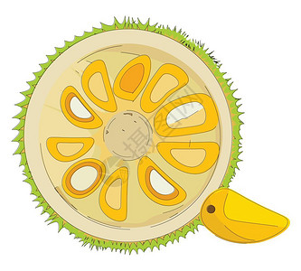 切成两半的水果菠萝蜜插图背景图片
