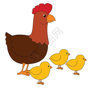 红三剁一只三可爱的小黄鸡和母一起吃草红梳棕色黑拳黄脚尖嘴看上去棒极了向量彩色画或插图插画
