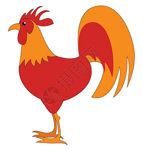 橙肉ps素材红色和橙的公鸡向量彩色绘画或插图插画