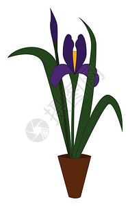 花盆里紫色花矢量插图图片