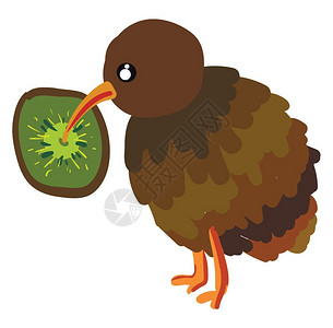 棕色的kiwi鸟食用kiwi水果矢量彩色绘画或插图图片