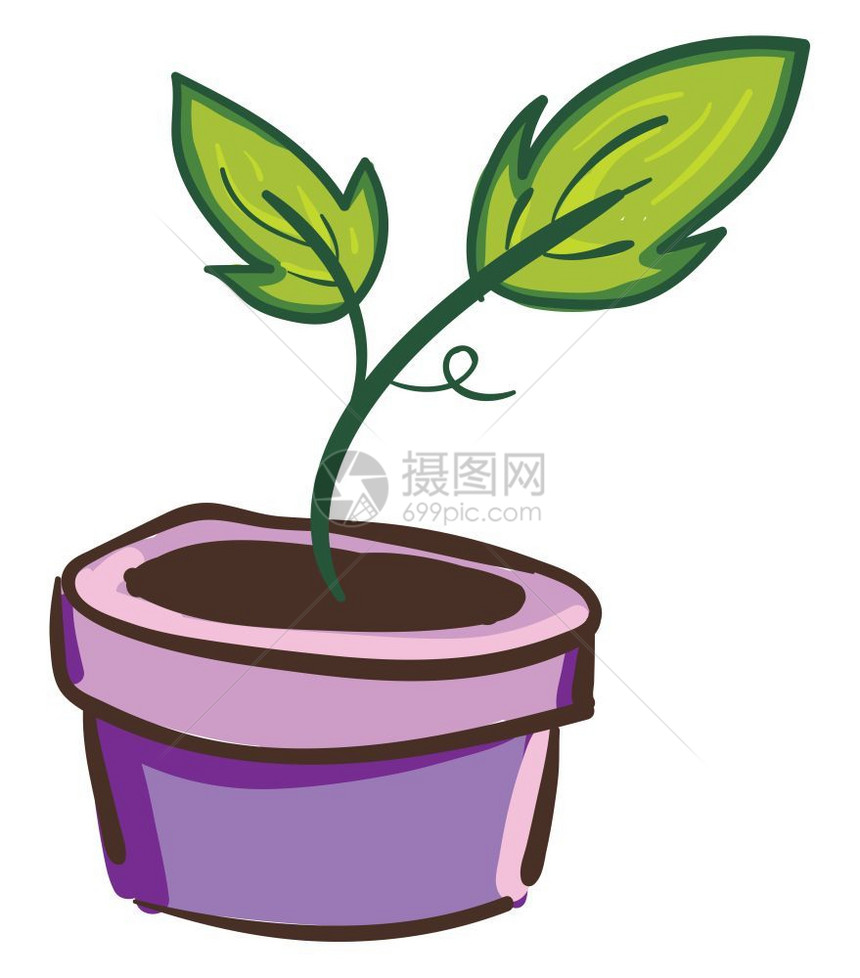 绿色植物有紫锅中的叶子矢量彩色画或插图图片