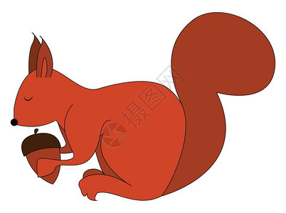 野生刺梨果一只小松鼠有橡果螺向量彩色图画或插插画